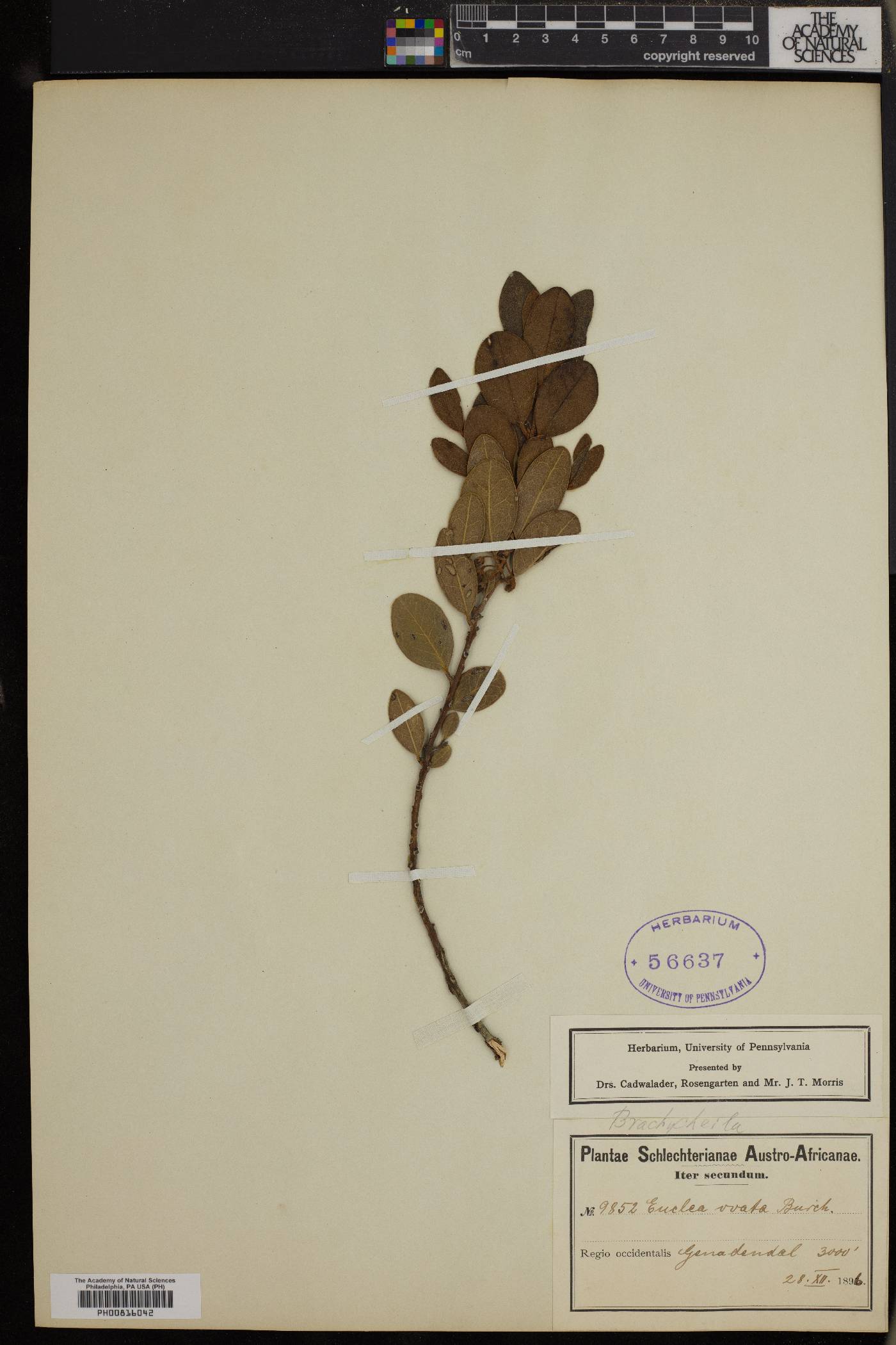 Euclea crispa subsp. ovata image