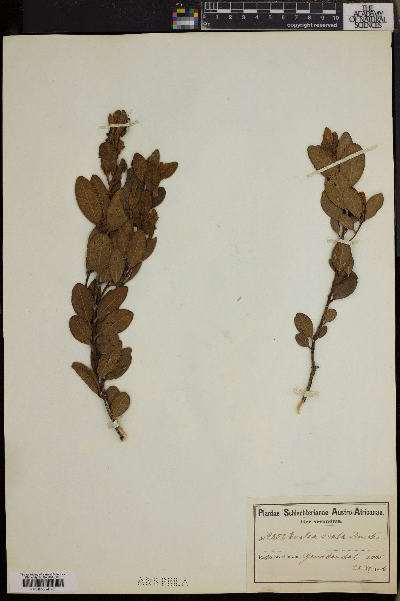 Euclea crispa subsp. ovata image
