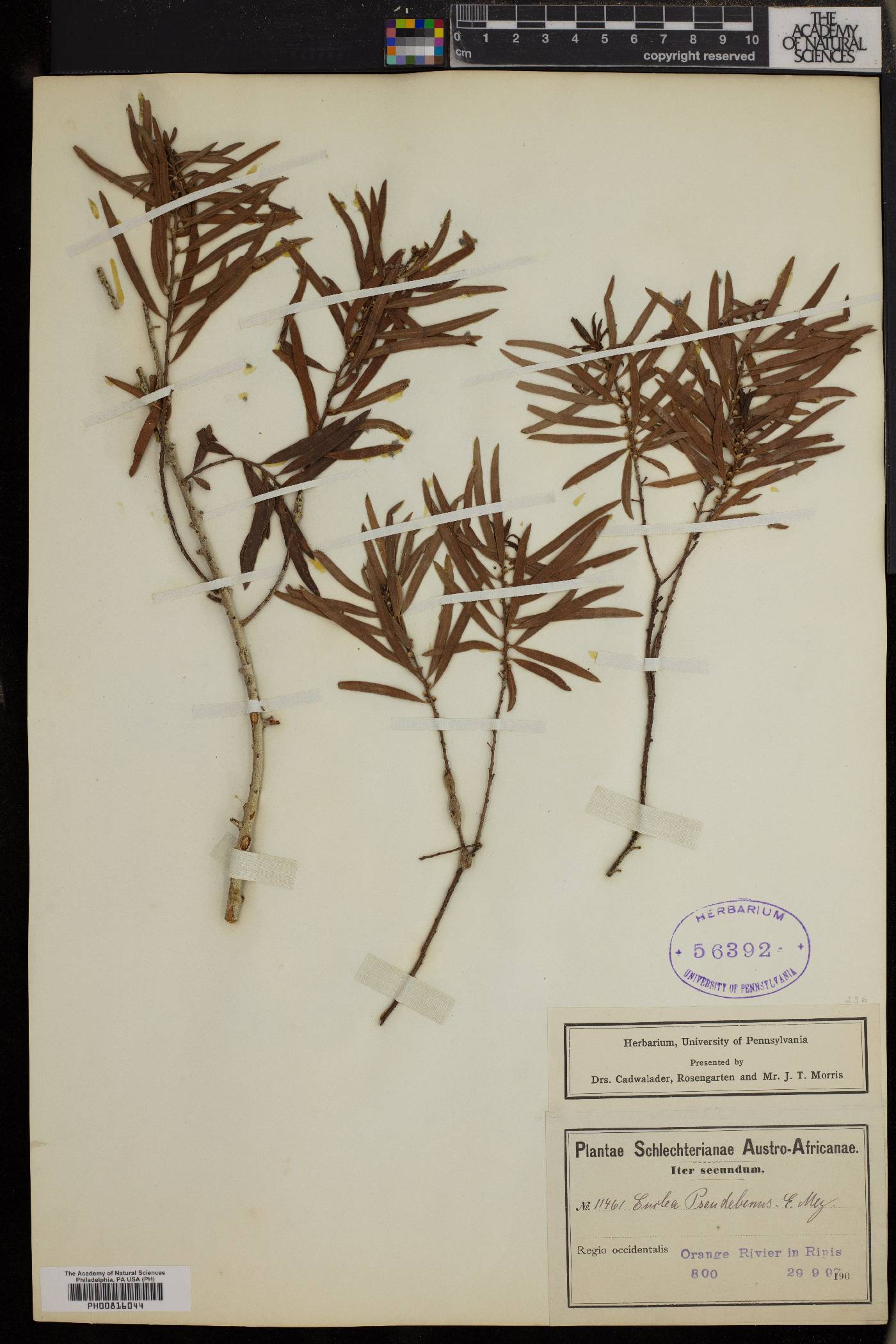 Euclea pseudebenus image