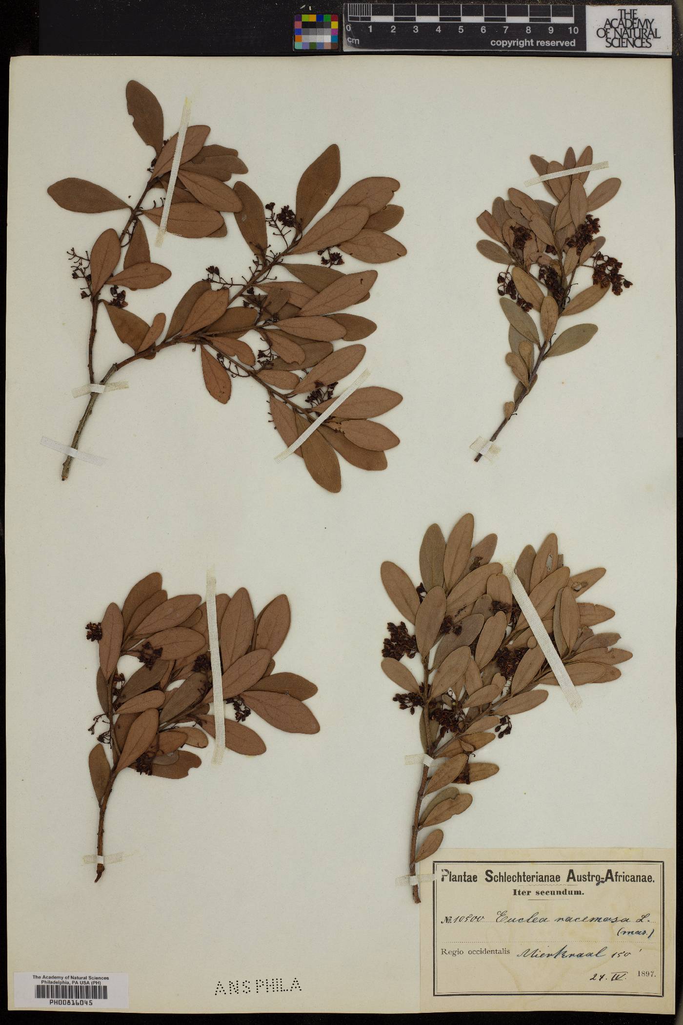 Euclea racemosa image