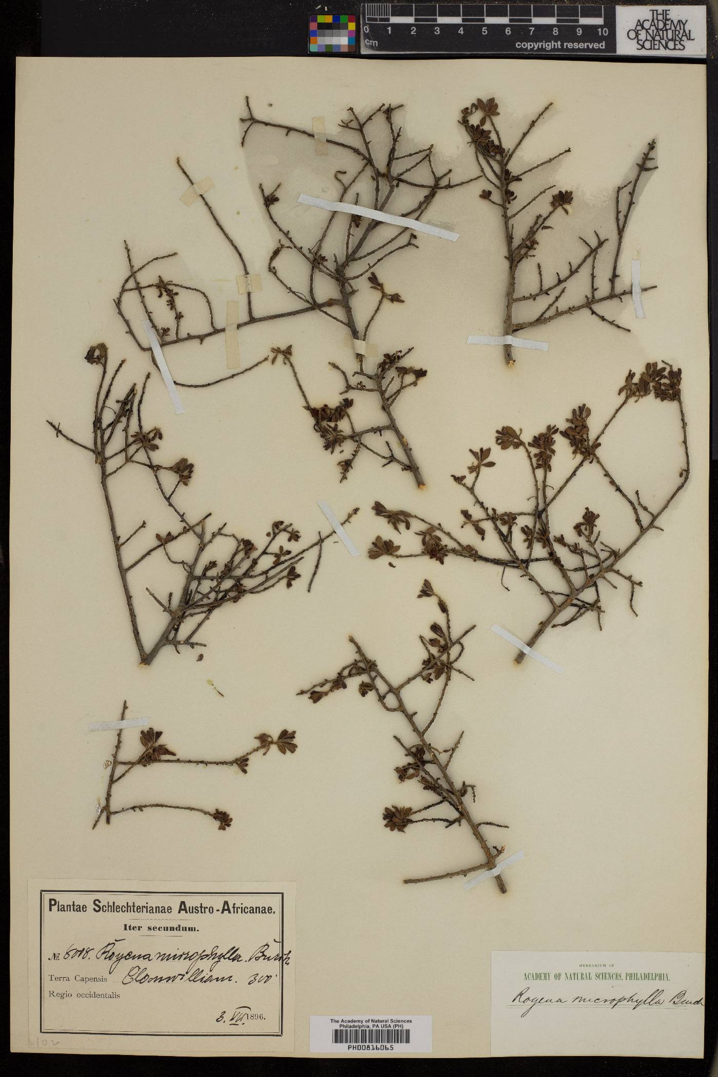 Diospyros pubescens image