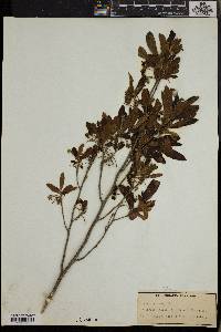 Diospyros pallens image