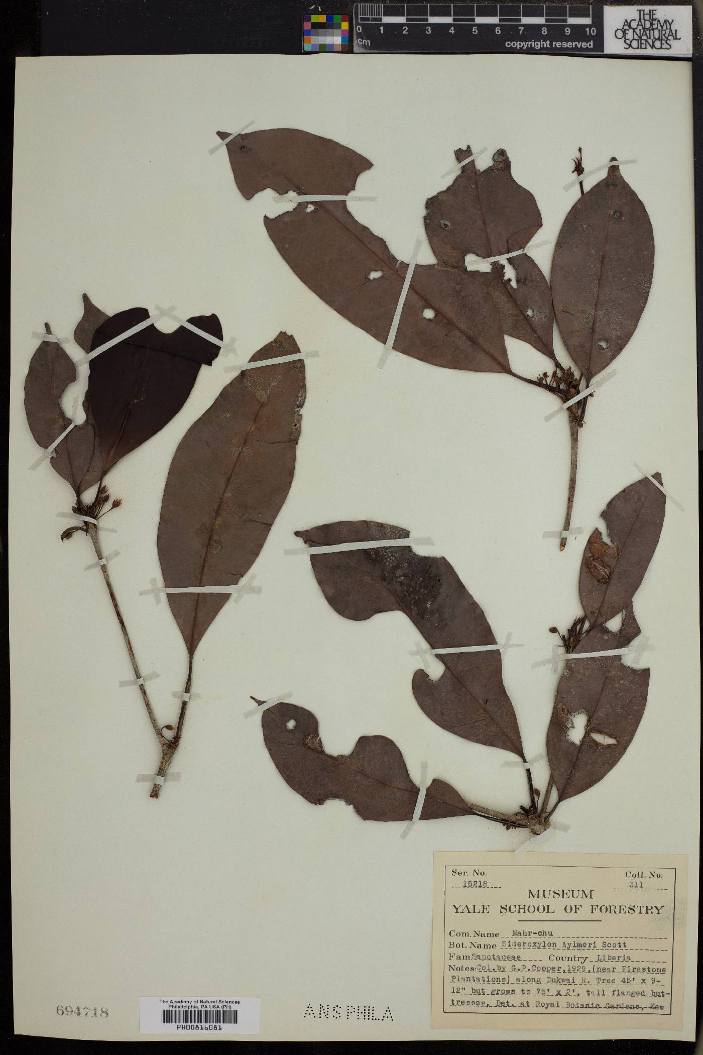 Neolemonniera clitandrifolia image