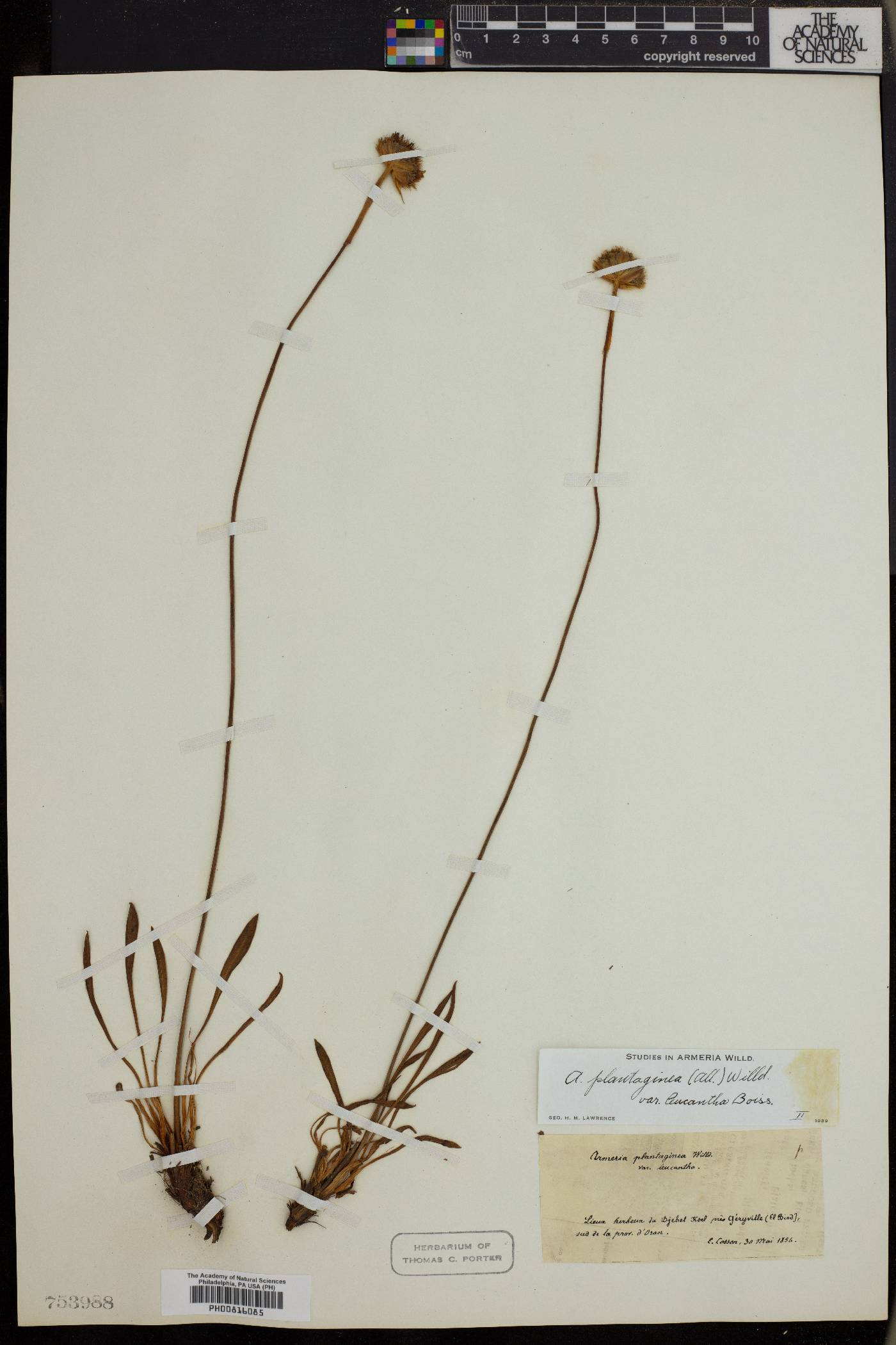 Armeria alliacea subsp. alliacea image