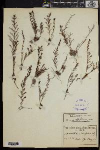 Limonium linifolium image