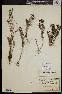 Limonium linifolium image