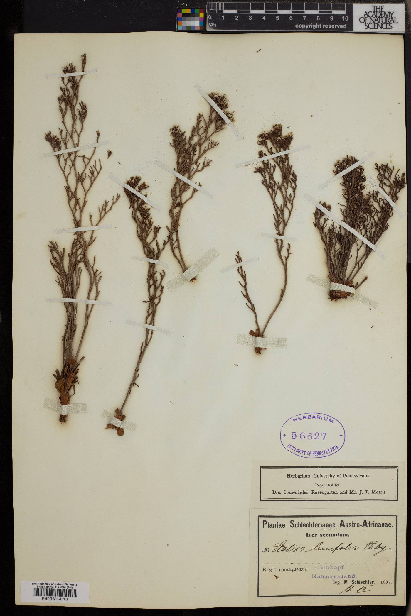 Limonium linifolium image