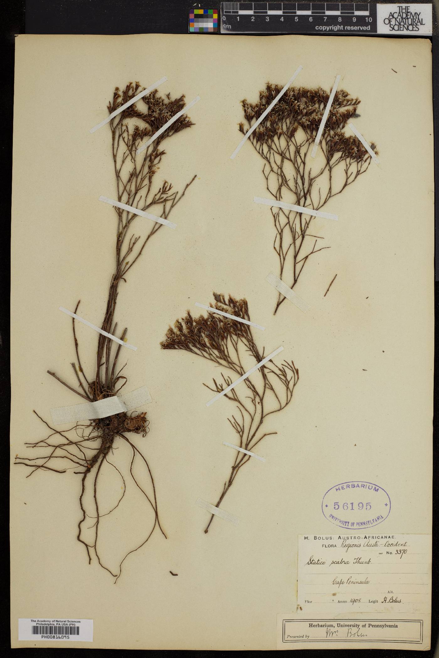 Limonium scabrum image