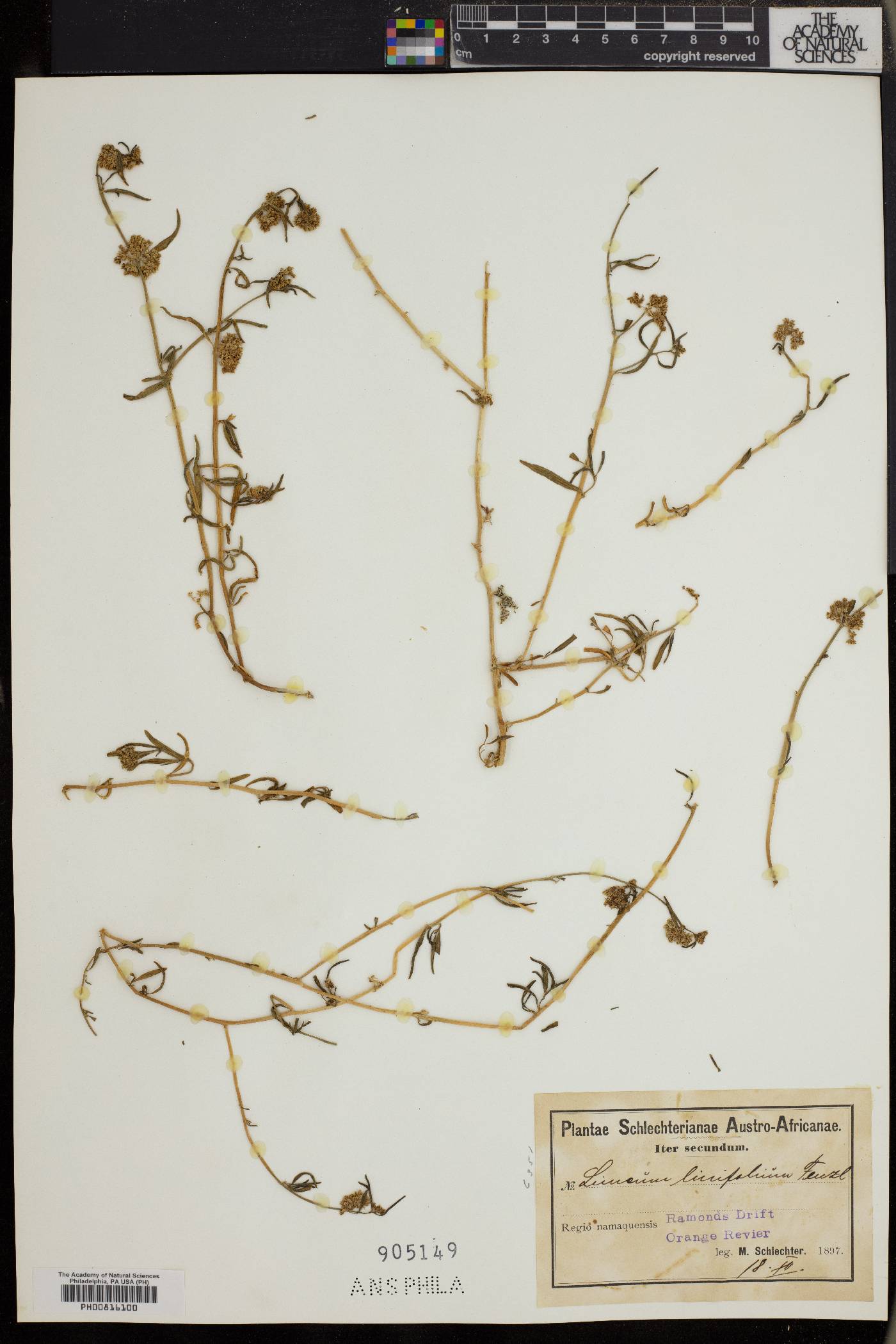 Limonium linifolium image