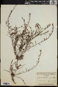 Limonium linifolium image