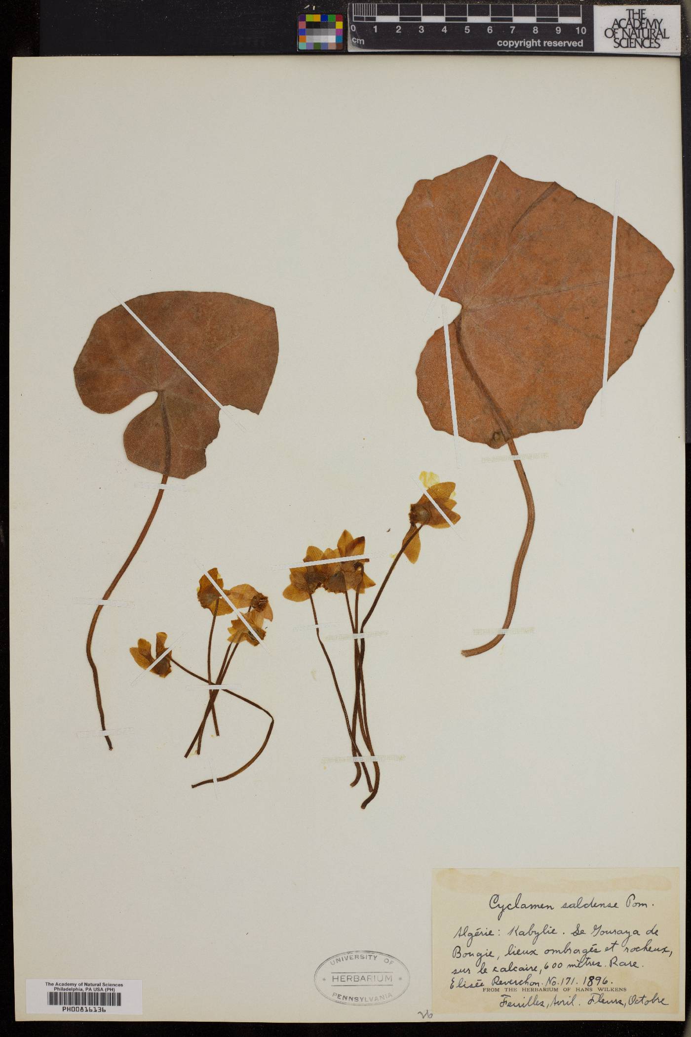 Cyclamen africanum image