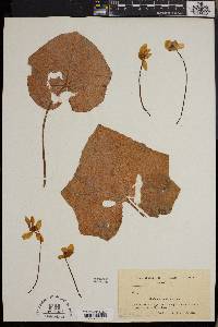 Cyclamen africanum image