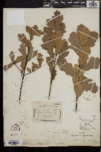 Quercus aquatica image