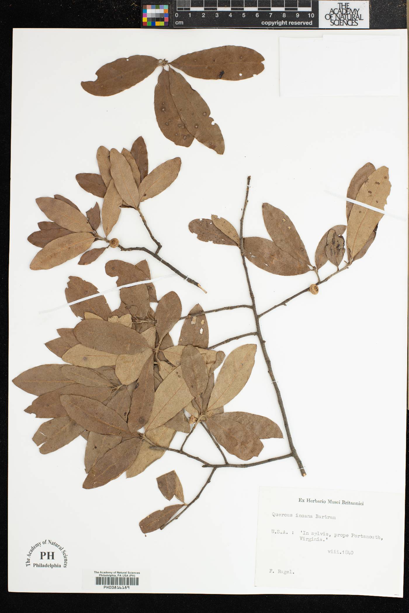 Quercus incana image