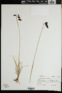 Carex atrofusca image