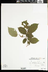 Corylus cornuta image