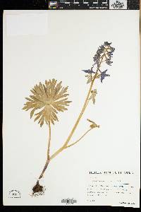 Delphinium tricorne image