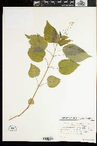 Circaea canadensis image