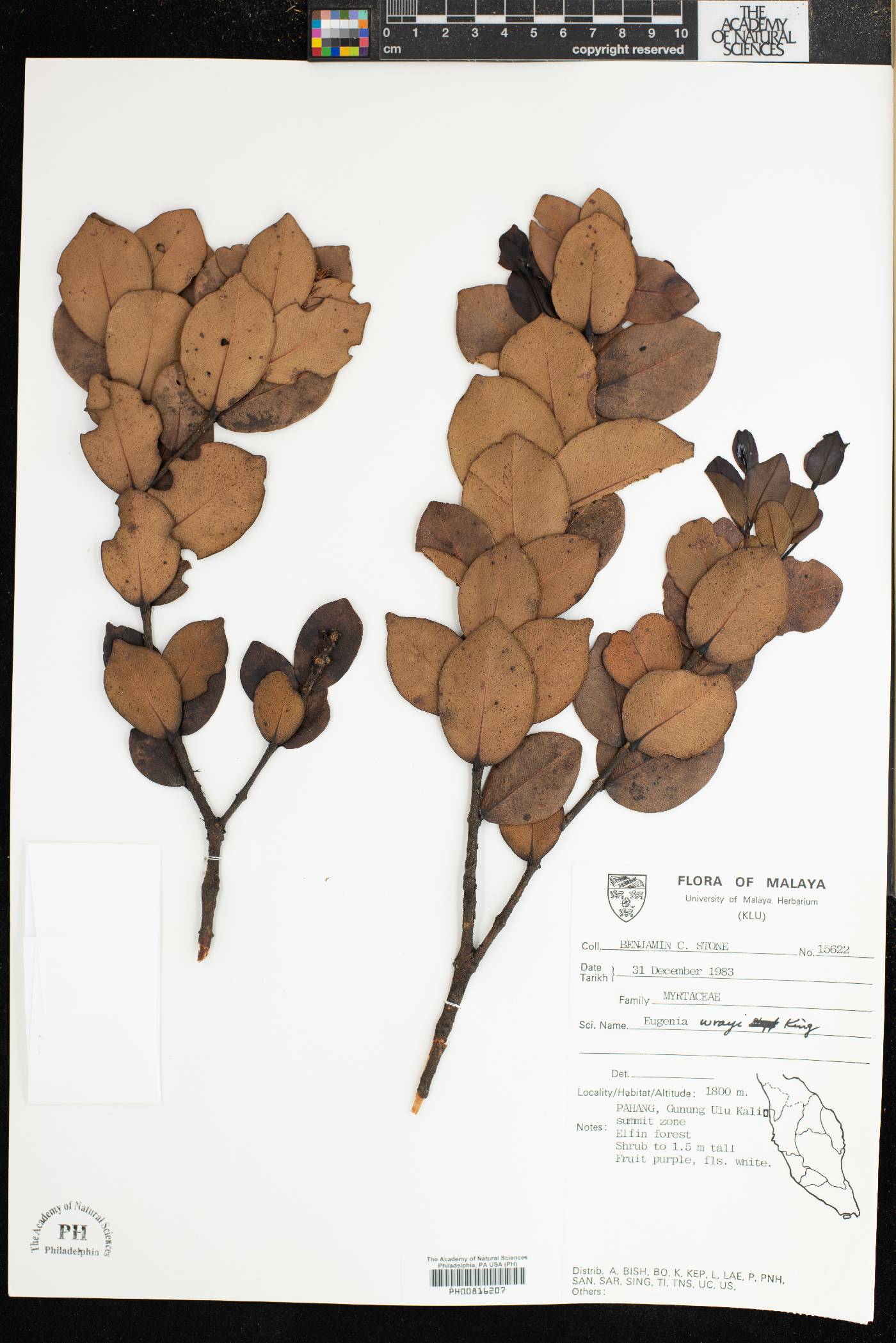 Syzygium wrayi image