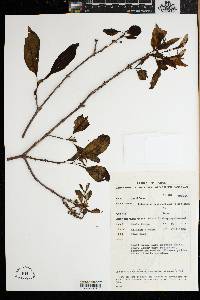 Cratoxylum cochinchinense image