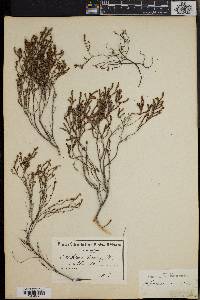 Erica axillaris image