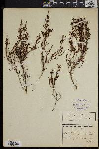 Erica phacelanthera image