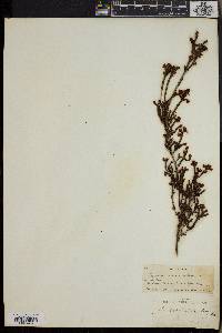 Erica similis image