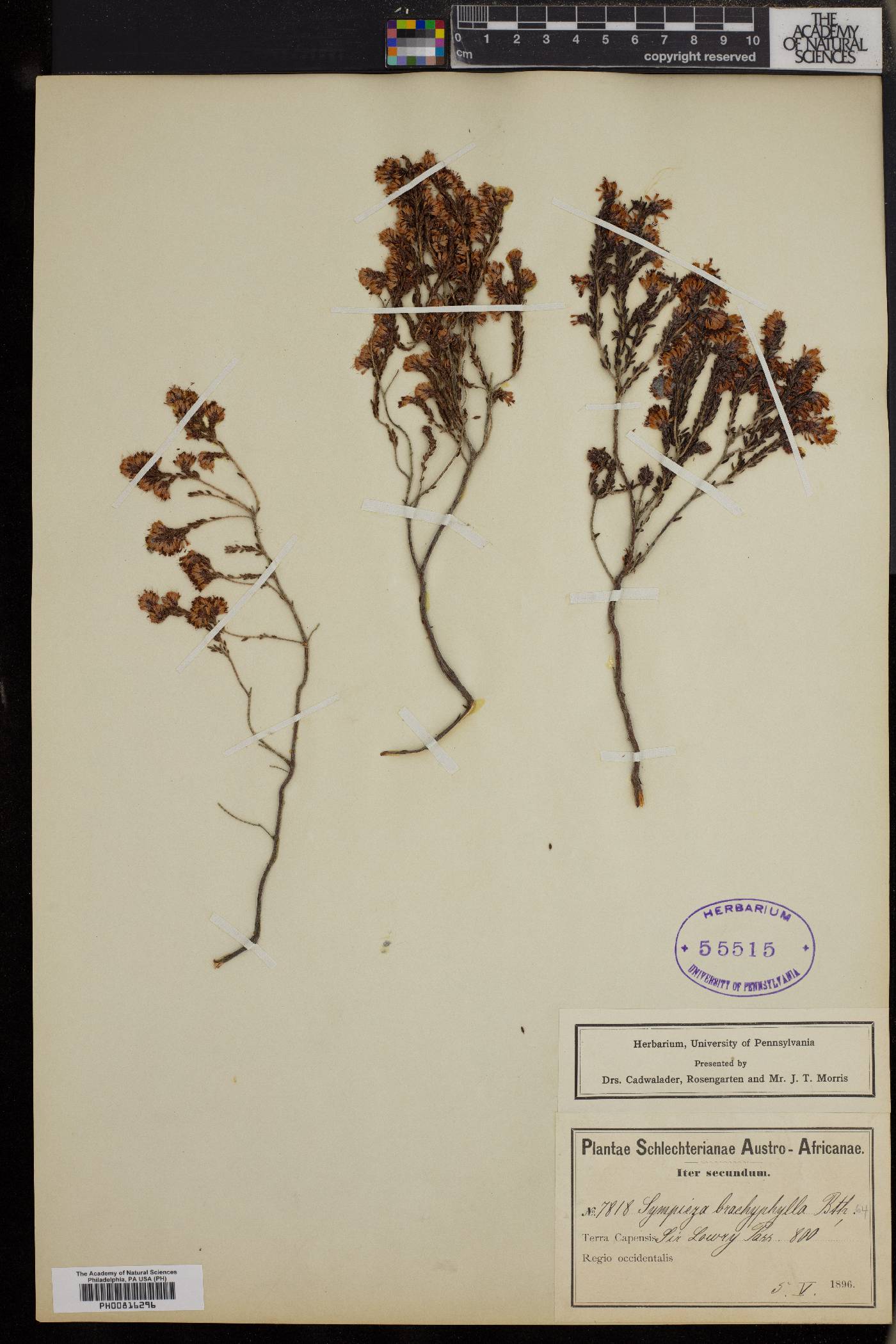 Erica labialis image