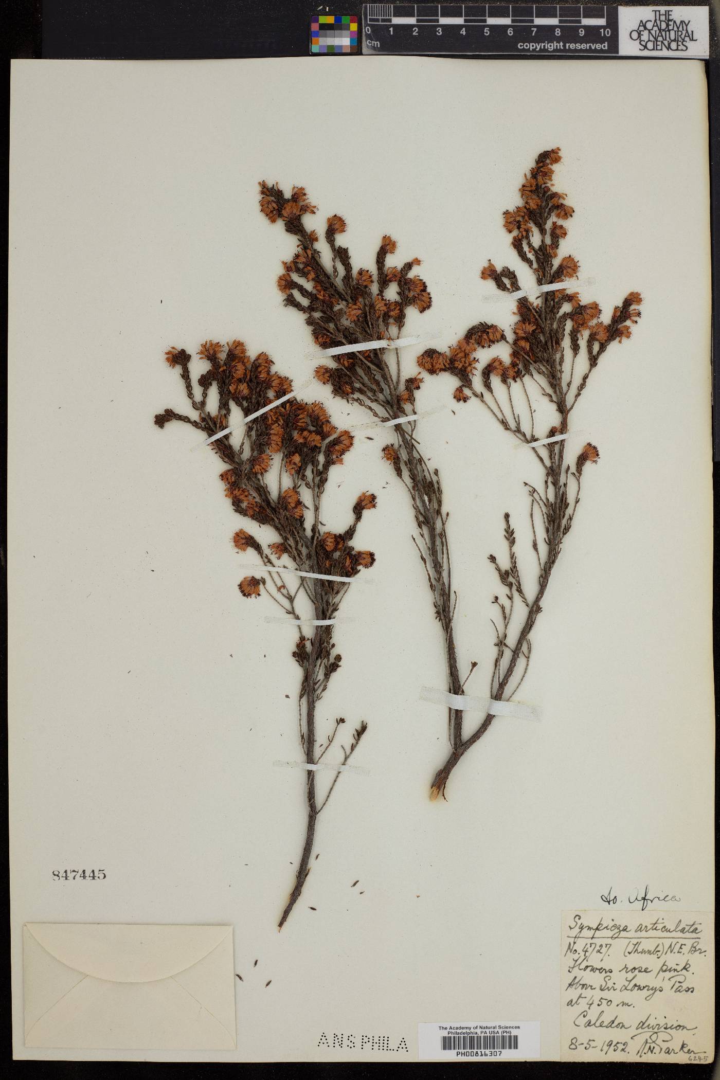 Erica labialis image