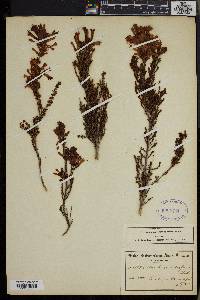 Erica curviflora image