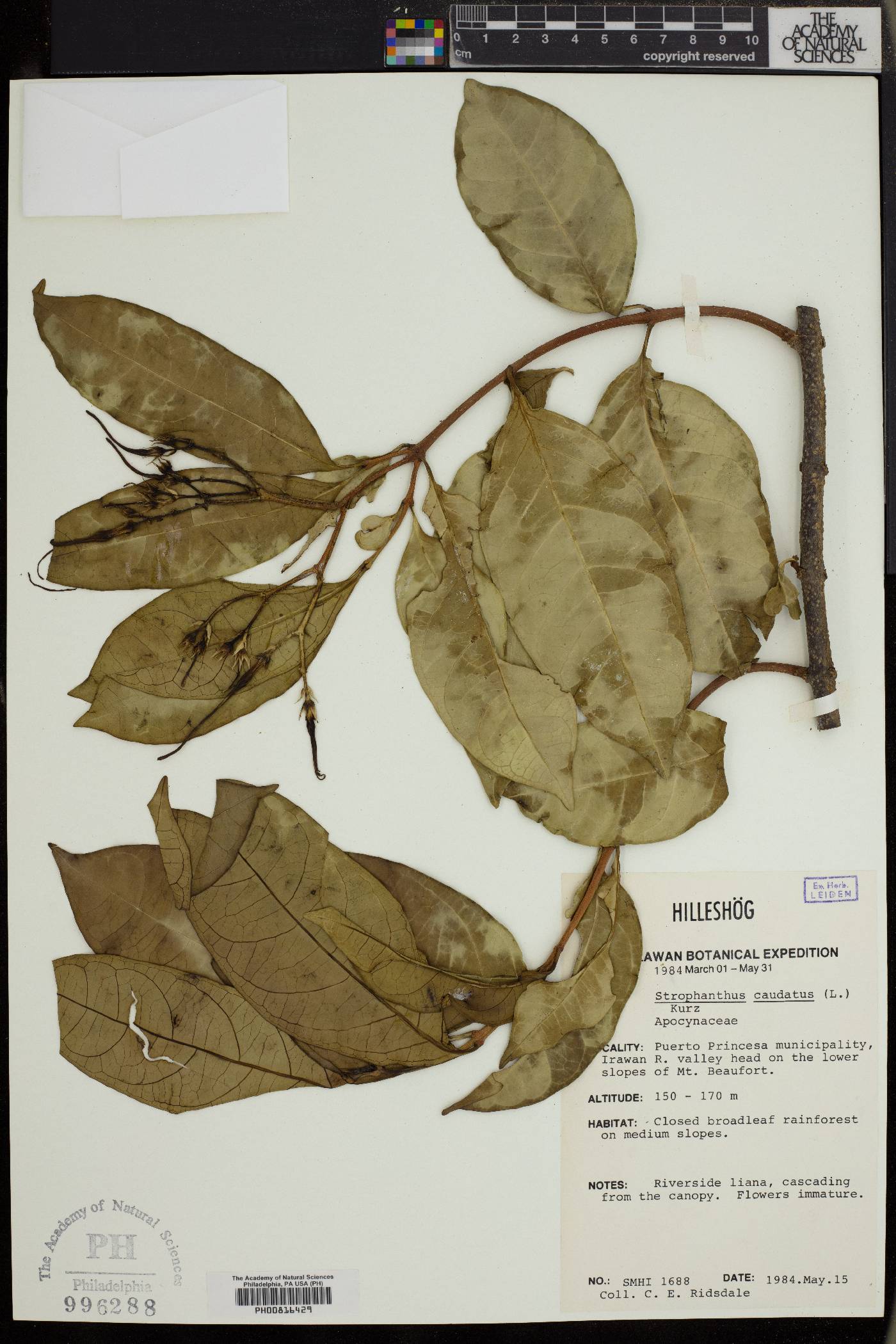 Strophanthus caudatus image
