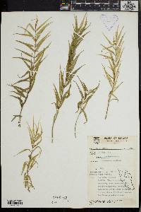 Pentasacme caudatum image
