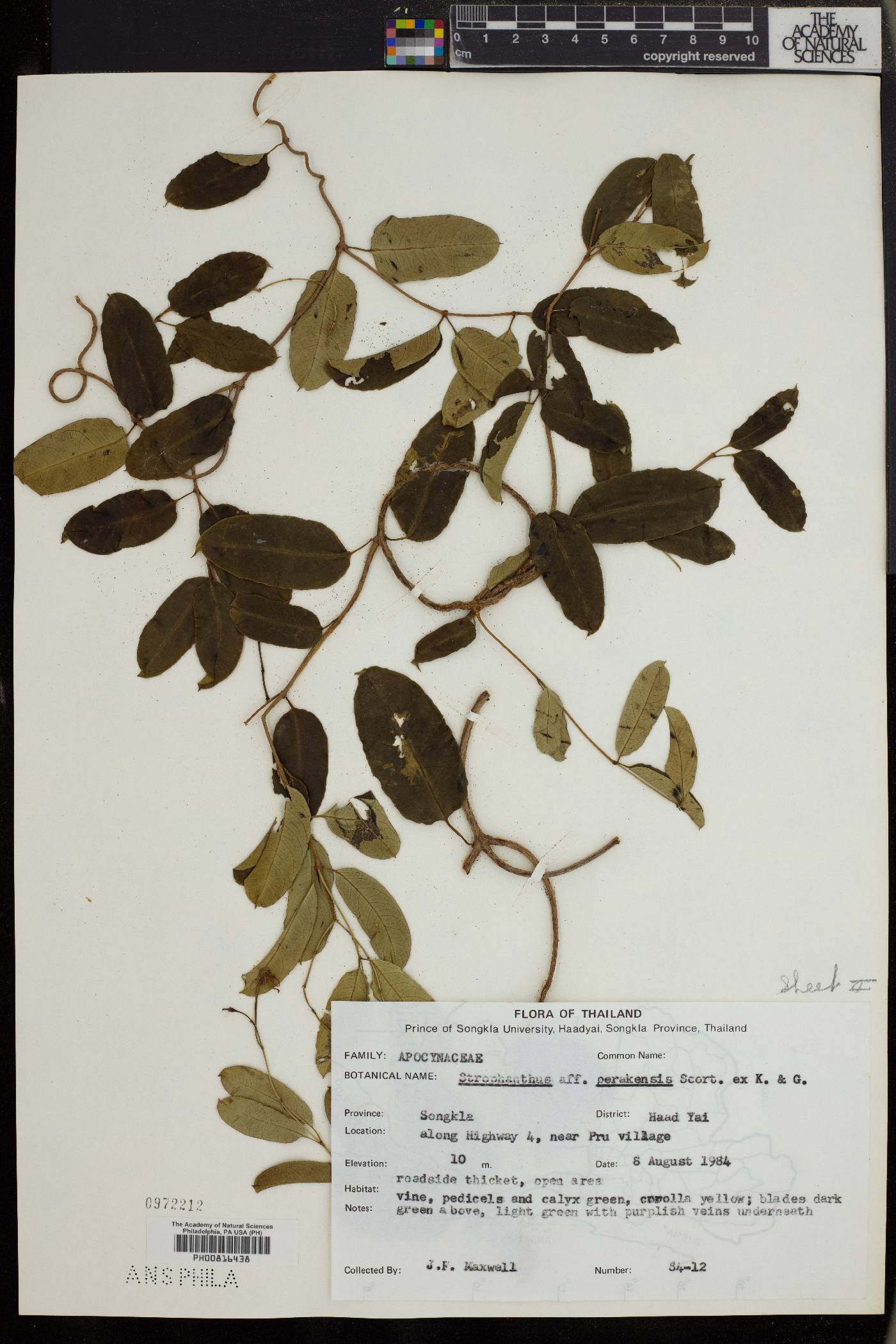 Strophanthus perakensis image