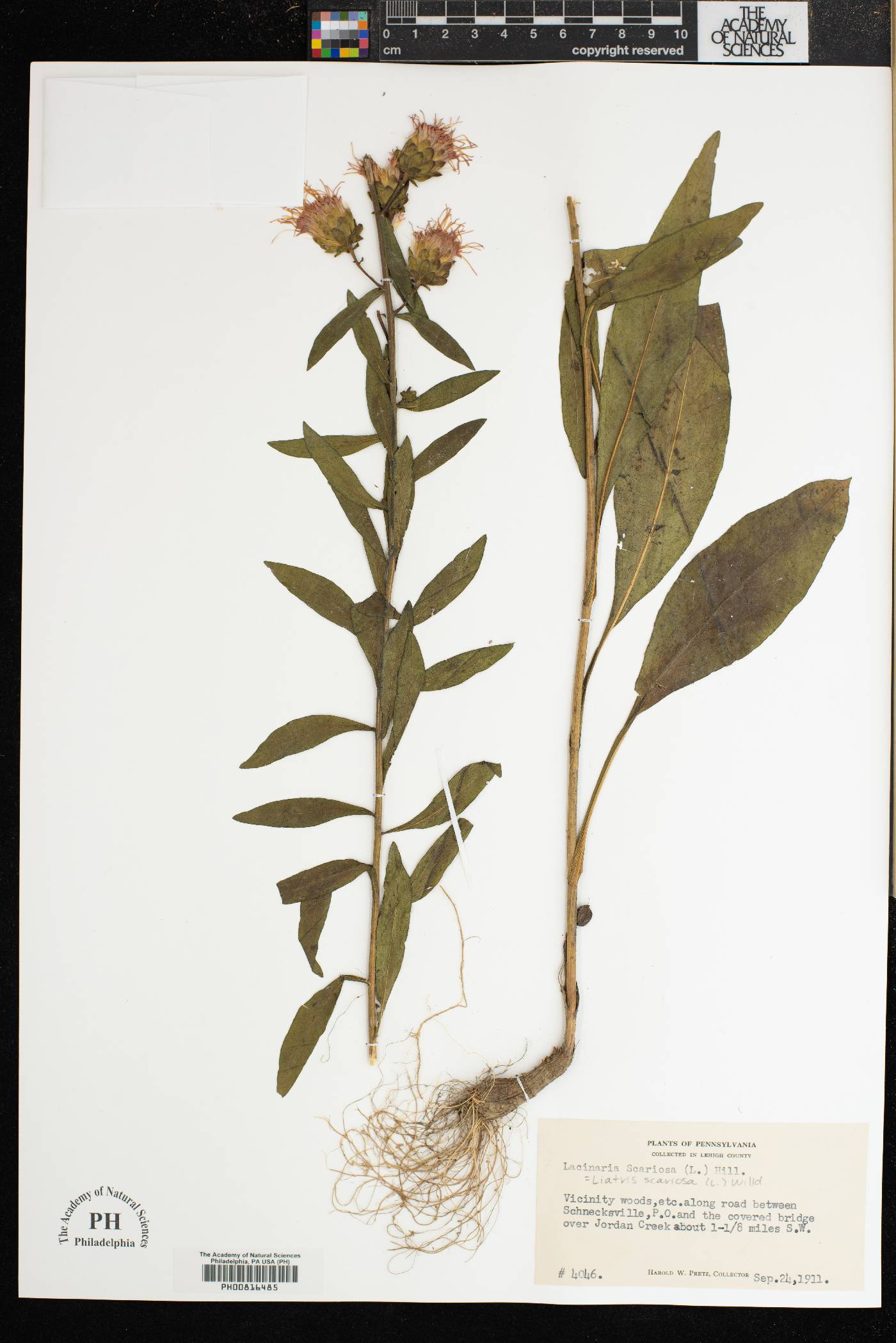 Lacinaria scariosa image
