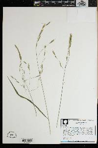 Bromus kalmii image