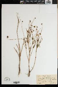 Coreopsis tinctoria image