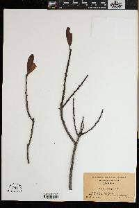 Myrica heterophylla image