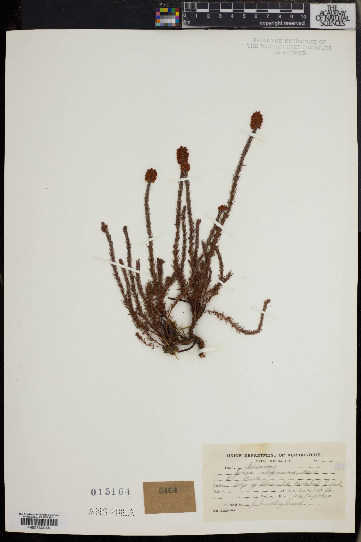 Erica alopecurus image