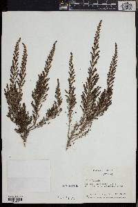 Erica arborea image