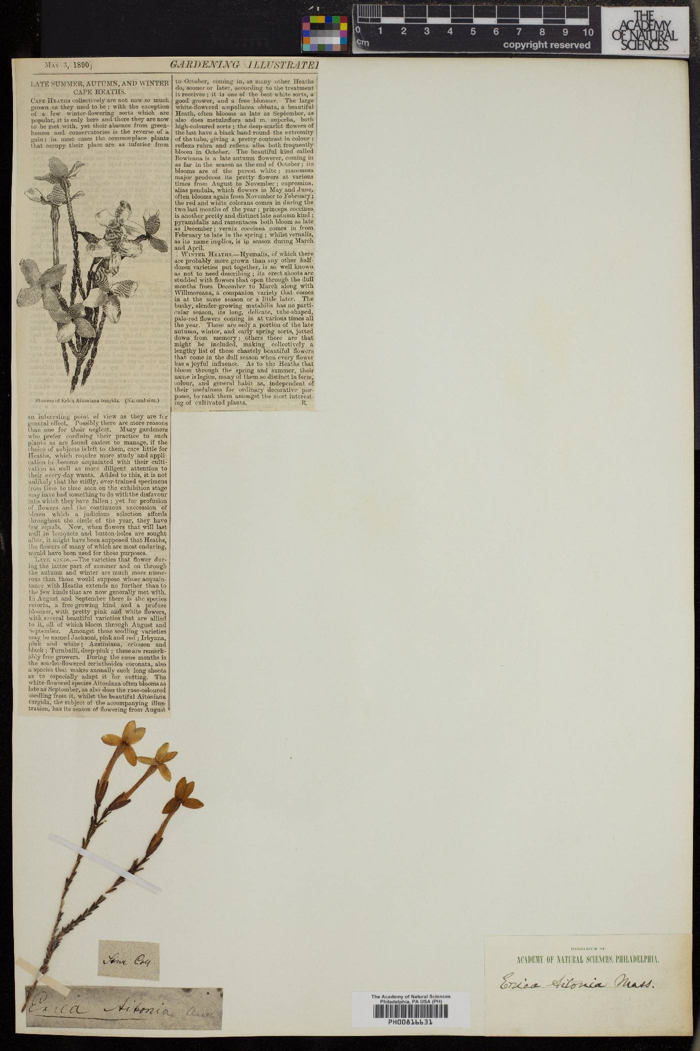 Erica jasminiflora image