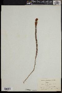 Erica alopecurus image