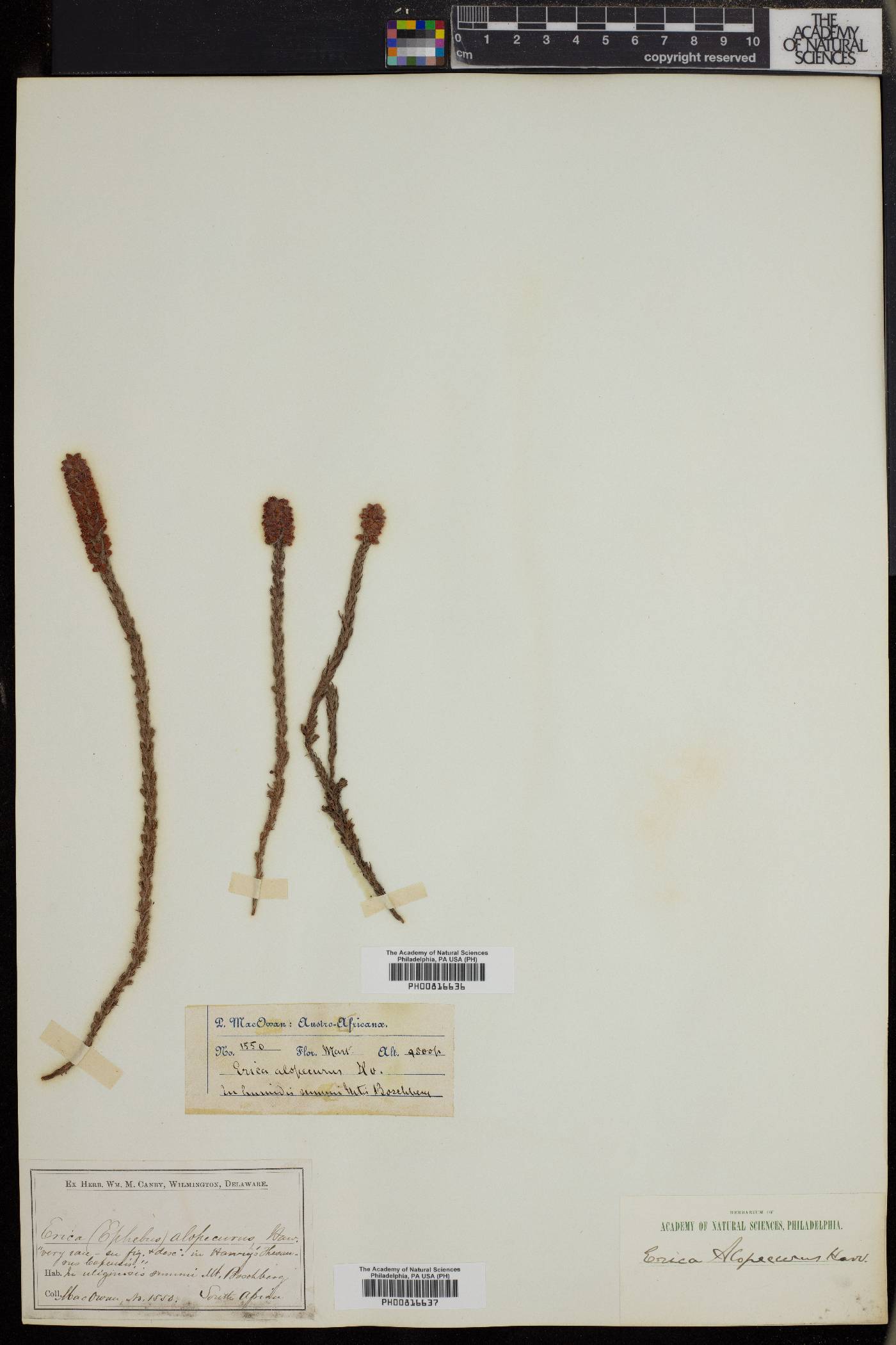 Erica alopecurus image