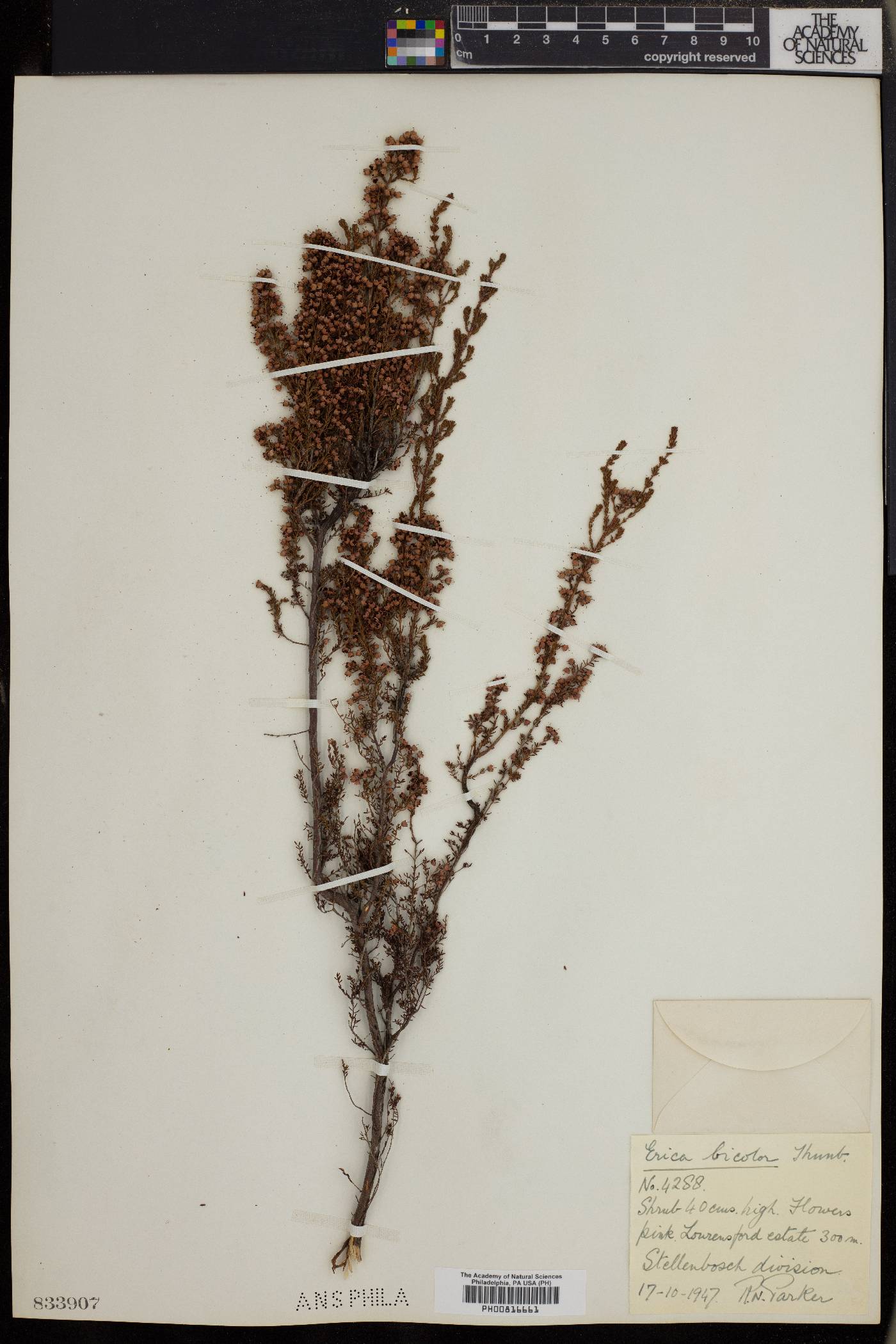 Erica bicolor image