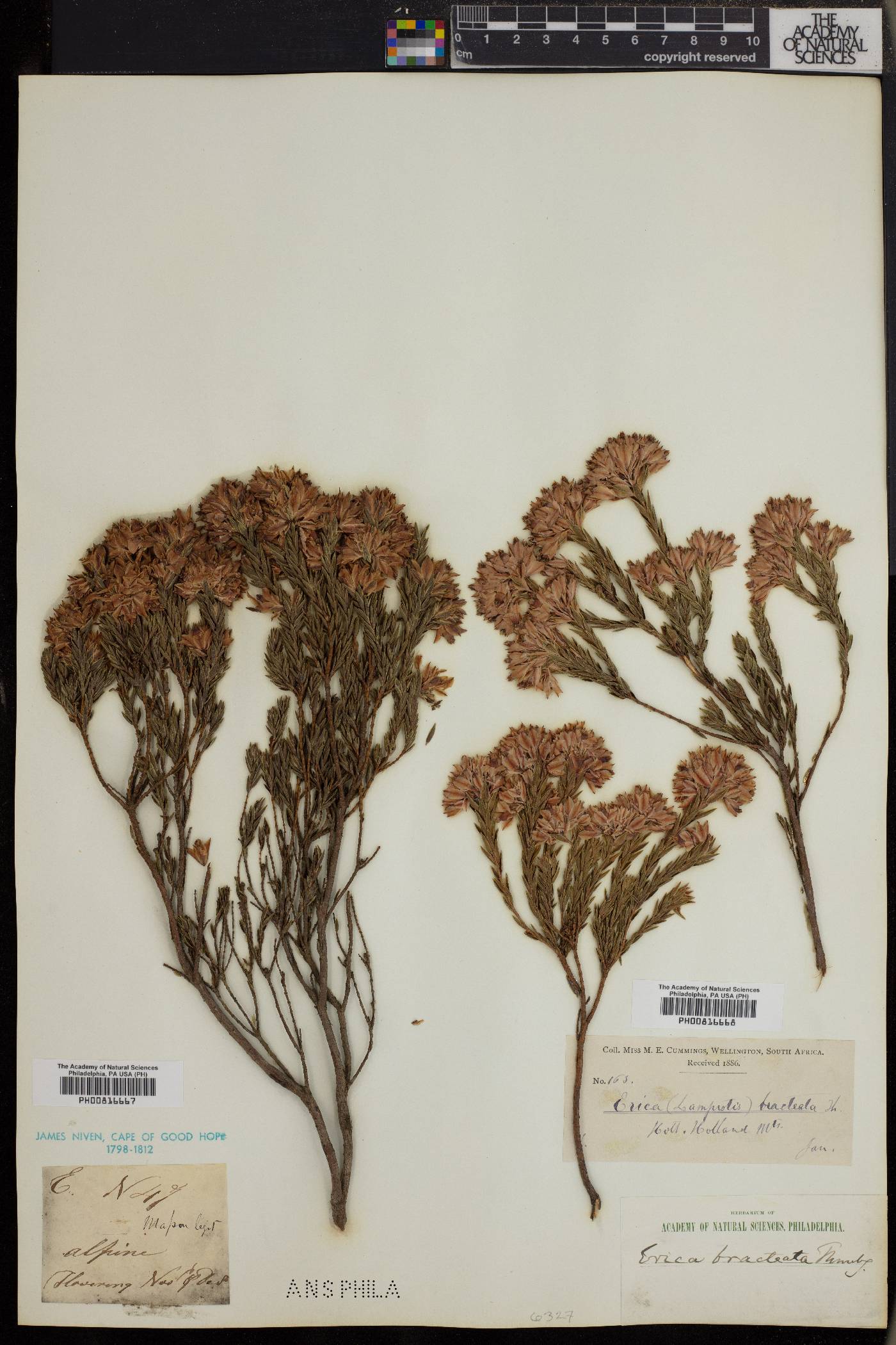 Erica corifolia var. bracteata image