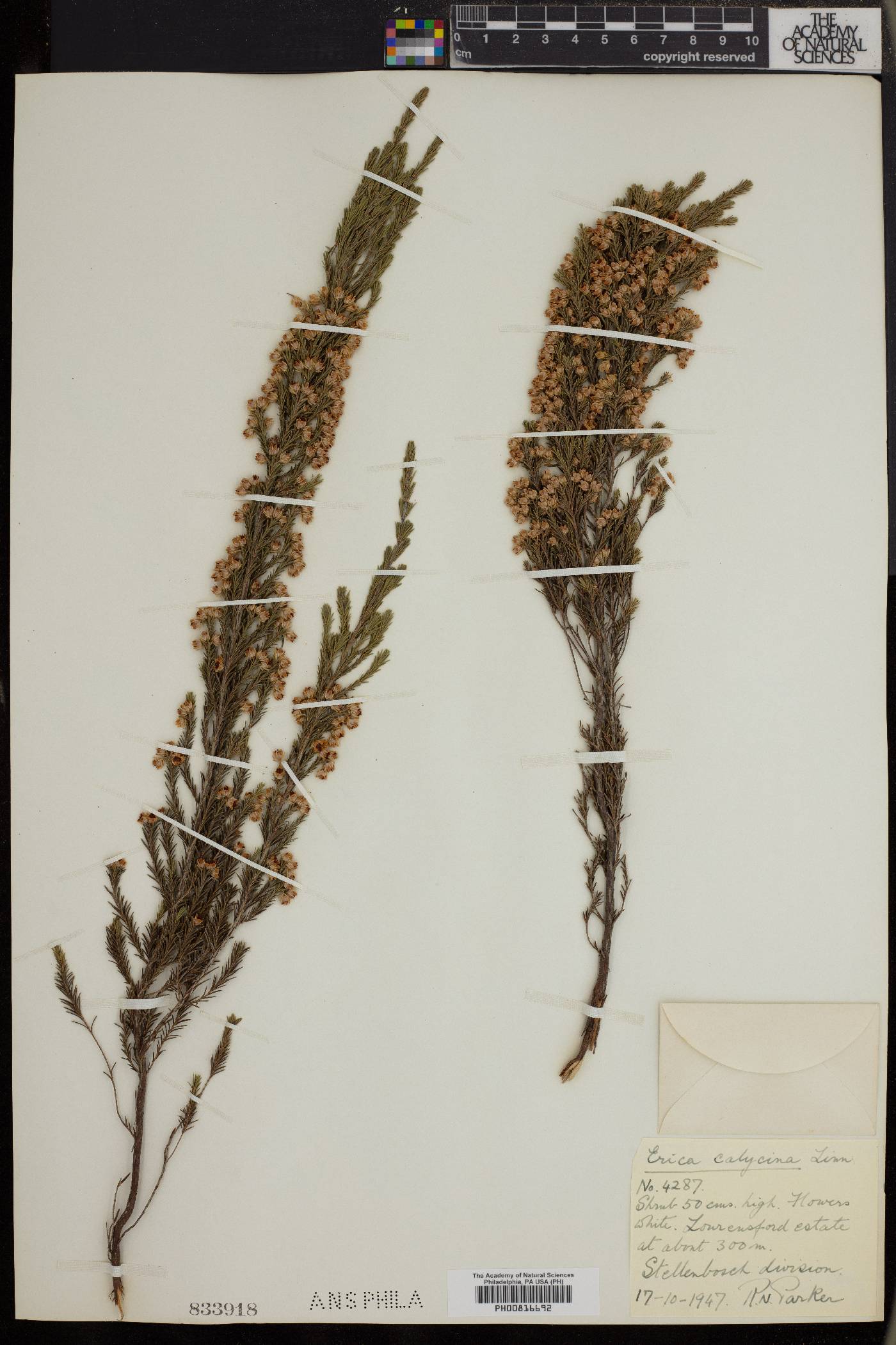 Erica calycina image