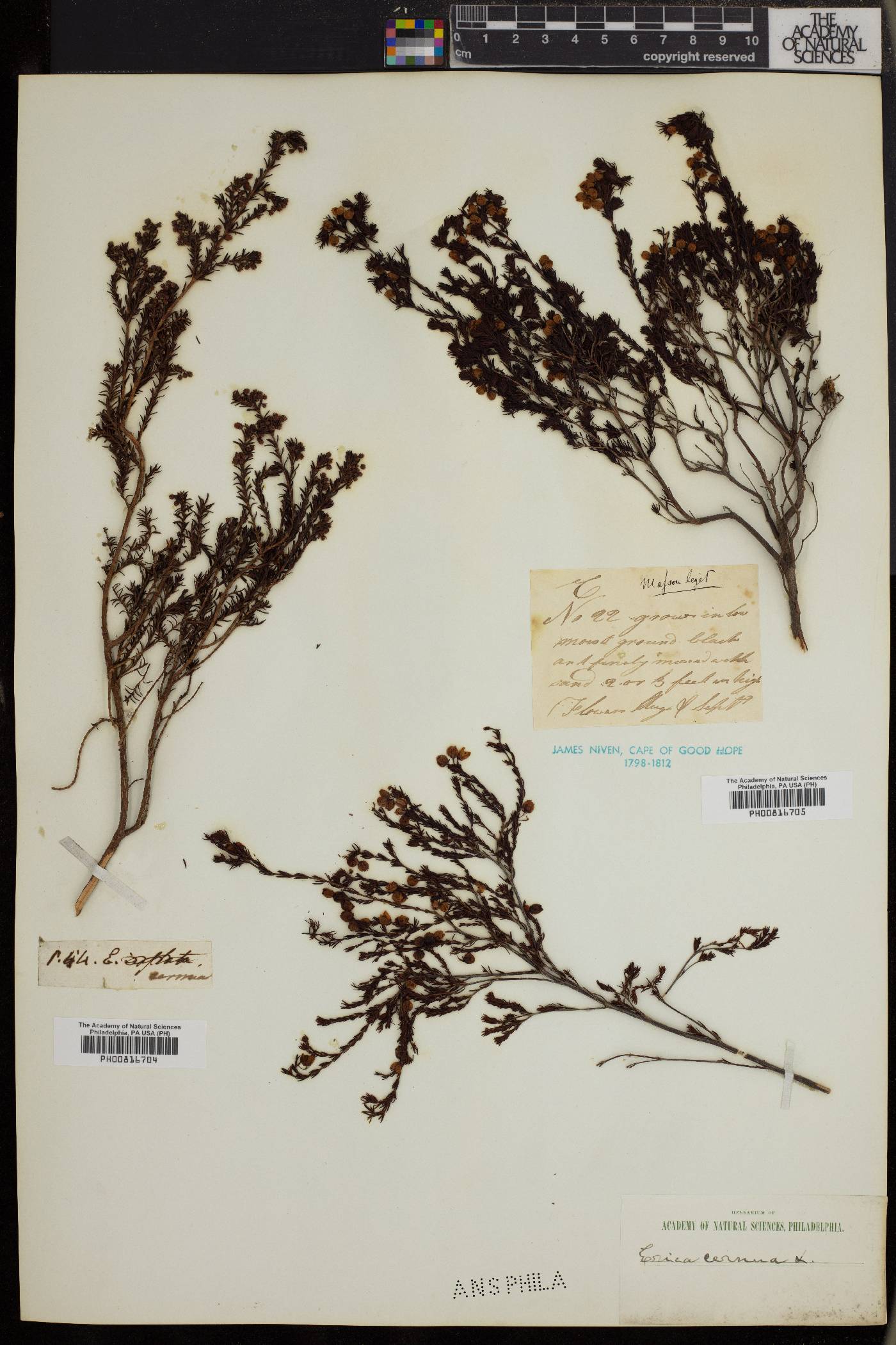 Erica cernua image