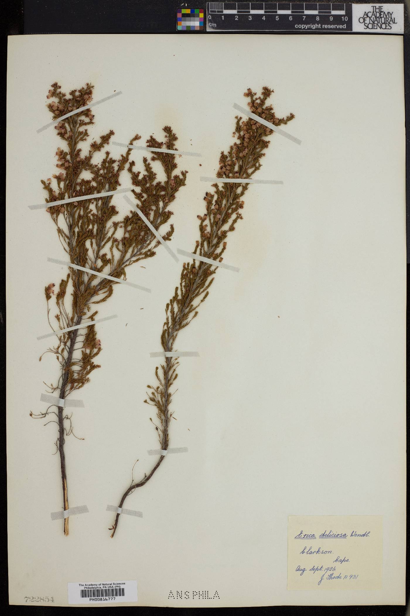 Erica nutans image