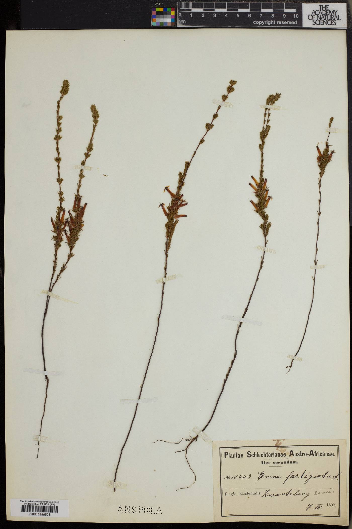 Erica fastigiata image