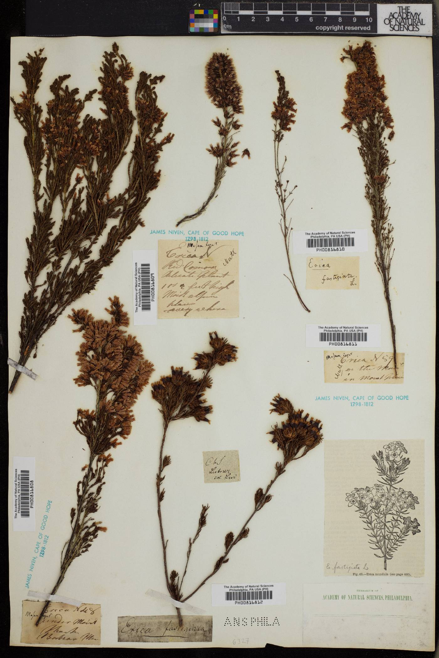 Erica fastigiata image