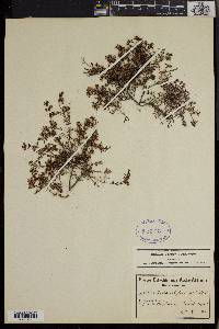 Erica filiformis image